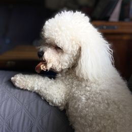 Cissy - Bichon Frise