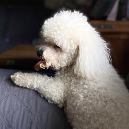 Cissy - Bichon Frise