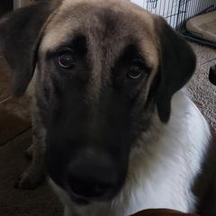 Anatolian Shepherd Dogs and Great Danes from Grace Lane Farm