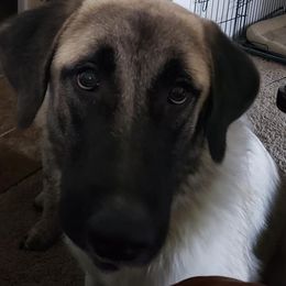 Anatolian Shepherd Dogs and Great Danes from Grace Lane Farm
