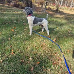 Cody - Silver male Poodle puppy in Belgrade, Maine from Mere Point Poodles