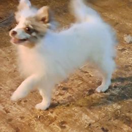Blu - Pomeranian