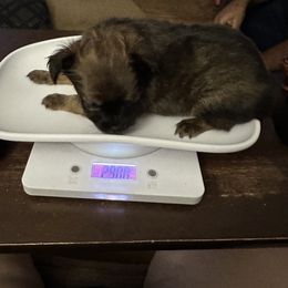Chihuahua and Poodle Puppies from Garrett’s Chihuahuas and Poodles