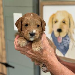 Wallen - Red  male Goldendoodle puppy in Wharton, Texas from Little Fur Friends
