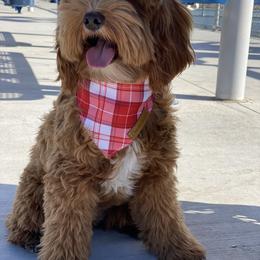 Luna - Goldendoodle