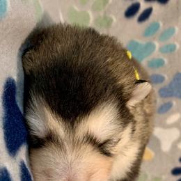 Chickie - Gray and white male Alaskan Malamute puppy in Palmyra, Michigan from Illusion Kennel