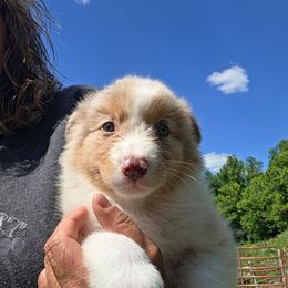 Hazel - Red merle female Australian Shepherd puppy in Mount Clare, West Virginia from Pineview Farms Australian Shepherds