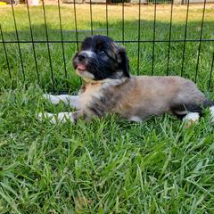 Saint Berdoodle Puppies from Dustdevil Doodles