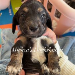 Scar - Black and cream male Dachshund puppy in Orem, Utah from Miekca’s Dachshunds