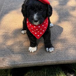 Grace - Black female Goldendoodle puppy in Portland, Tennessee from Happy_Tails_by_TJ