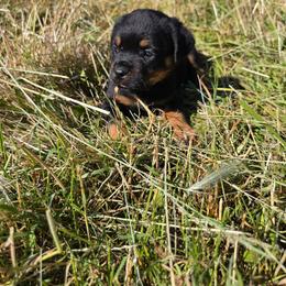 Blue boy - Black and mahogany male Rottweiler puppy in Salem, Oregon from C&C Royal Rottweilers