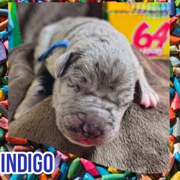 Indigo - Merle male Great Dane puppy in Brookings, South Dakota from Debonair Danes