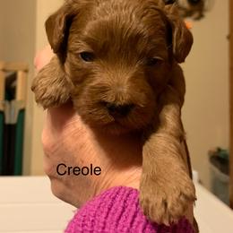 Creole - Red male Australian Labradoodle puppy in Spring City, Tennessee from Beck ‘N Ridge Australian Labradoodles