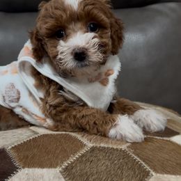Bernedoodle, Cavapoo, Goldendoodle, and Poodle Puppies from Christine Greenberg