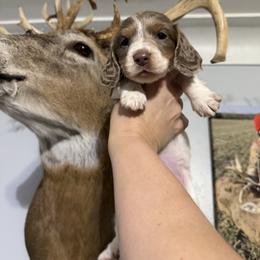 Vixen AKC - Piebald female Dachshund puppy in Erie, Michigan from Champagne’s Grinch Toe’d Dachshunds