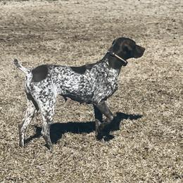 Betsy - German Shorthaired Pointer