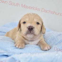 Cream boy - Cream male Dachshund puppy in Seminary, Mississippi from Down South Mavericks Dachshunds