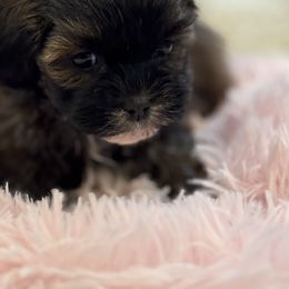 Cavapoo and Shihpoo Puppies from Haus of Doodles