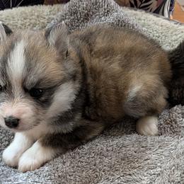 Travis - Tri-color male Pomsky puppy in Charlotte, Michigan from Moore Pomskies
