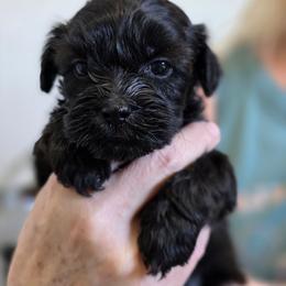 Charlie - Black male Shih Tzu puppy in Lone Tree, Illinois from Prairie Creek Puppies