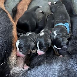 Appenzeller Sennenhund Puppies from HussarRidge
