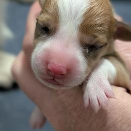 Bluie sable merle (dilute) girl - Sable merle and white female American Corgi puppy in Loretto, Kentucky from Duncan's Border Collies and Corgis