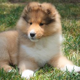 Shetland Sheepdog Puppies from Aratone