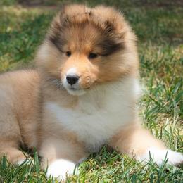 Shetland Sheepdog Puppies from Aratone