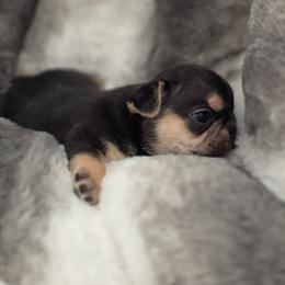 French Bulldog Puppies from Edgewater Frenchies