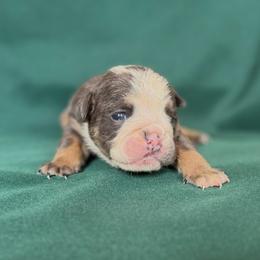 Girl 1 - Blue tri-color female Bulldog puppy in Hartshorne, Oklahoma from Jena Edmond