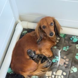 Stella - Dachshund