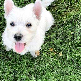 West Highland White Terrier puppies from Diamond in the Ruff