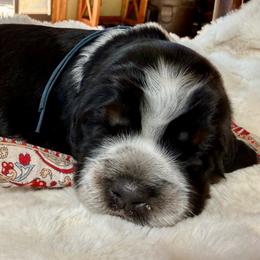 Rocky (Blue) - Black white and tan male English Springer Spaniel puppy in Conifer, Colorado from Majestic Mountain Springs
