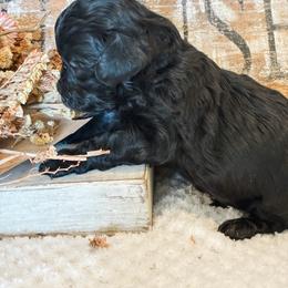 Sally - Black female Havapoo puppy in Marquand, Missouri from Perfectly Playful Doodles