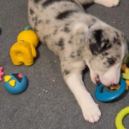 Kash, Mr Blue - Blue merle male Border Collie puppy in San Tan Valley, Arizona from Sherry's Border Collies
