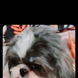 Meeko - Shih Tzu
