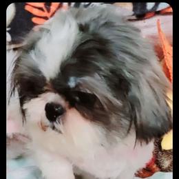 Meeko - Shih Tzu