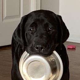 Labrador Retriever Puppies from Master Creek Labradors