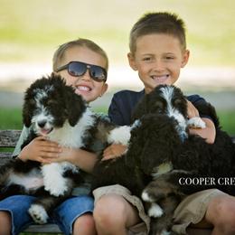 Bernedoodles and Sheepadoodles from Cooper Creek Puppies