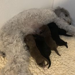 Bedlington Terrier Puppies from Bonnybrook Bedlington Terriers