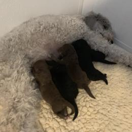 Bedlington Terrier Puppies from Bonnybrook Bedlington Terriers