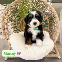 Manny - Tri-color female Bernedoodle puppy in West Haven, Utah from Split Mountain Doodles
