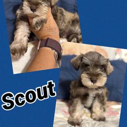 Scout - Salt and pepper male Miniature Schnauzer puppy in Russellville, Arkansas from River Valley Great Danes & Miniature Schnauzers