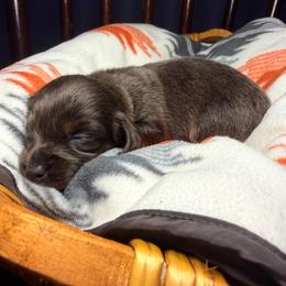 Slate - Blue and tan male Dachshund puppy in Washburn, Tennessee from Broken Arrow Miniature Dachshunds