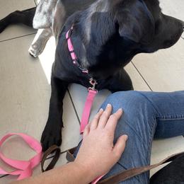 Labrador Retriever Puppies from A. Hansen Labradors