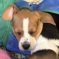 Female 3 - Red - Black white and tan female Harrier puppy in Waxhaw, North Carolina from Darkfire Harriers