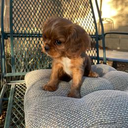 Mr Green - Ruby male Cavalier King Charles Spaniel puppy in Phoenix, Arizona from Larisa's Cavaliers