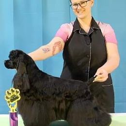 Sushi - Cocker Spaniel