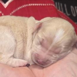 Woodstock - Cream male Aussiedoodle puppy in Cumberland, Rhode Island from W Doodle Crew