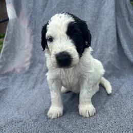 Cosmo - White and black male Bordoodle puppy in Indianapolis, Indiana from Indiana Bordoodles